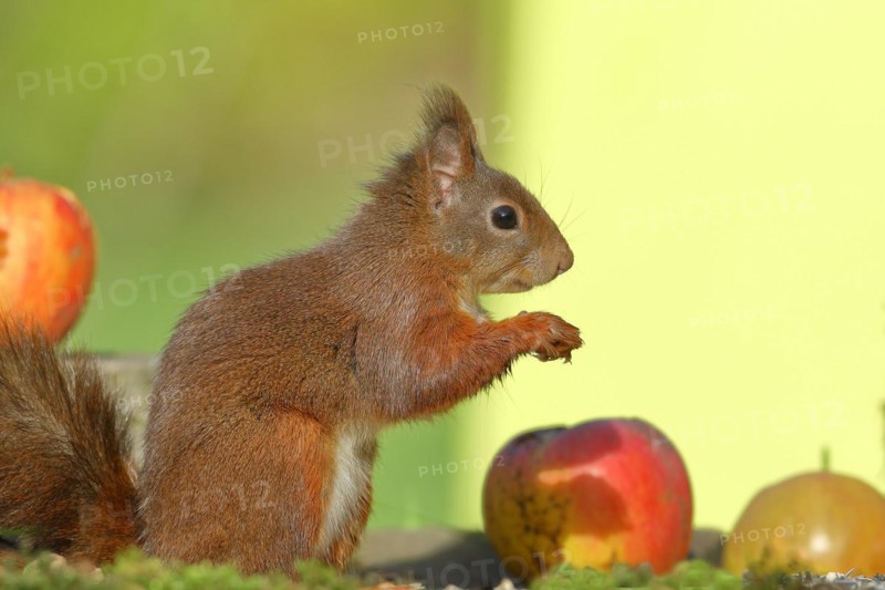 Eurasian red squirrel