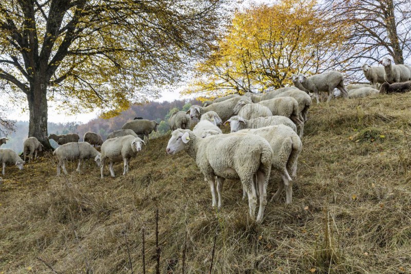 Sheep grazing on rough grassland