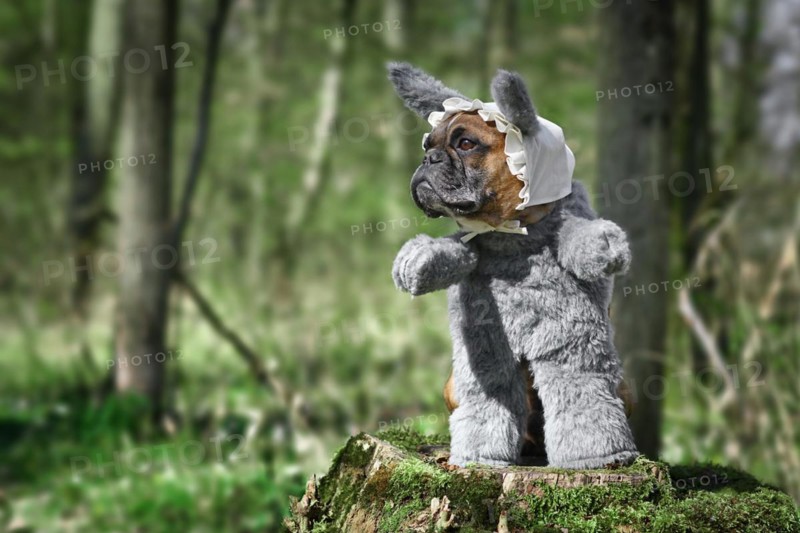 French Bulldog dog dressed up as Big Bad Wolf from fairytale Little Red Riding Hood with furry full body costumes with fake arms and nightcap on tree stump in forest