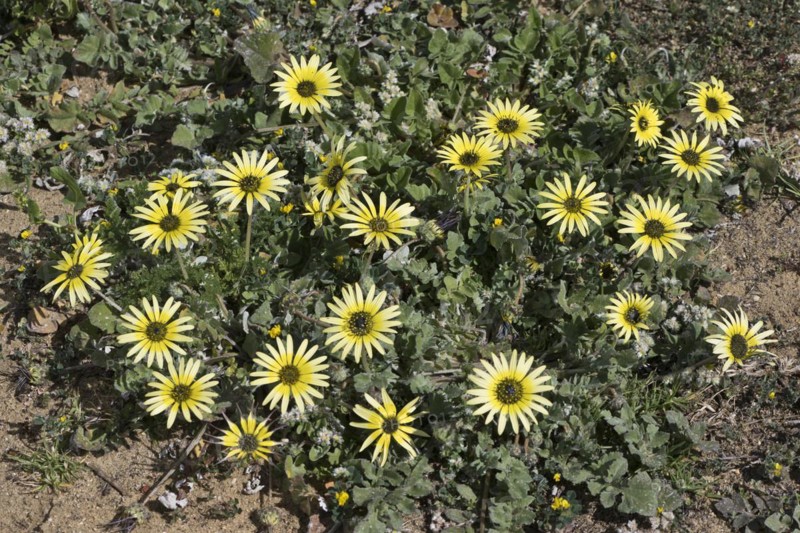 Capeweed