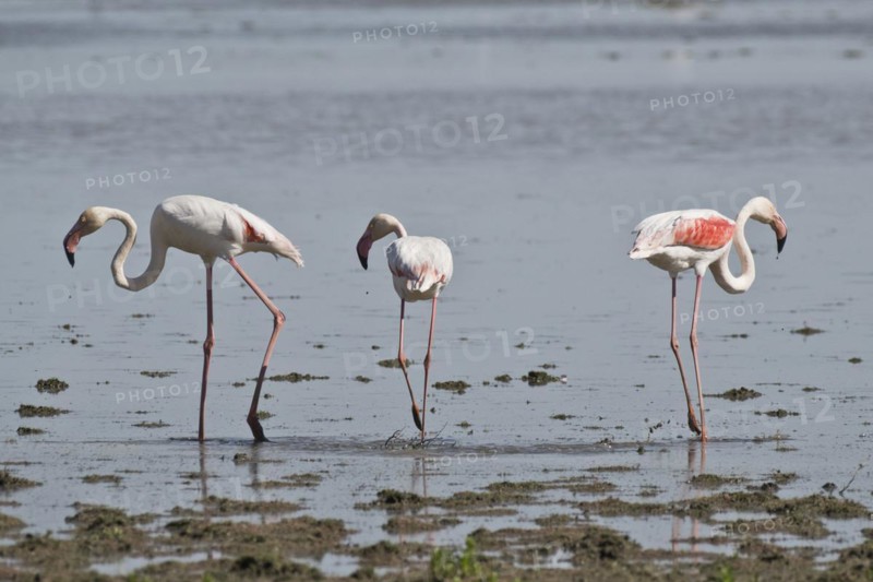Greater flamingos
