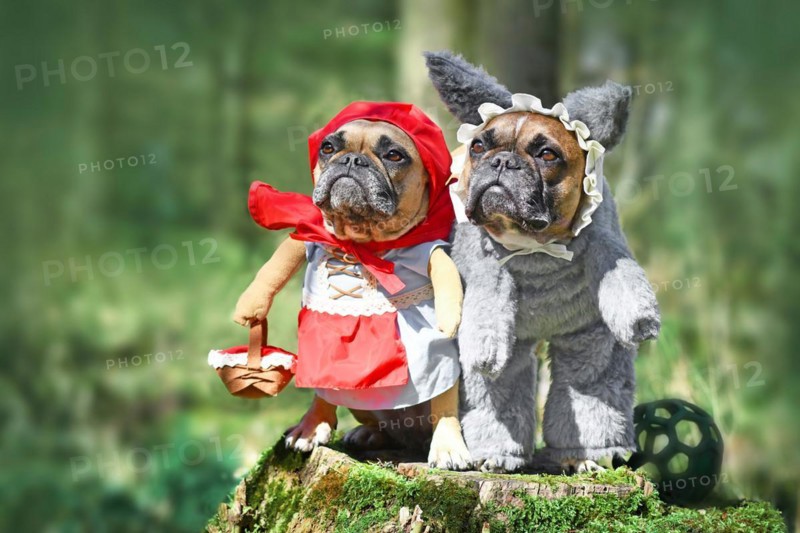 Two French Bulldog dogs dressed up as fairytale characters Little Red Riding Hood and Big Bad Wolf with full body costumes with fake arms in forest