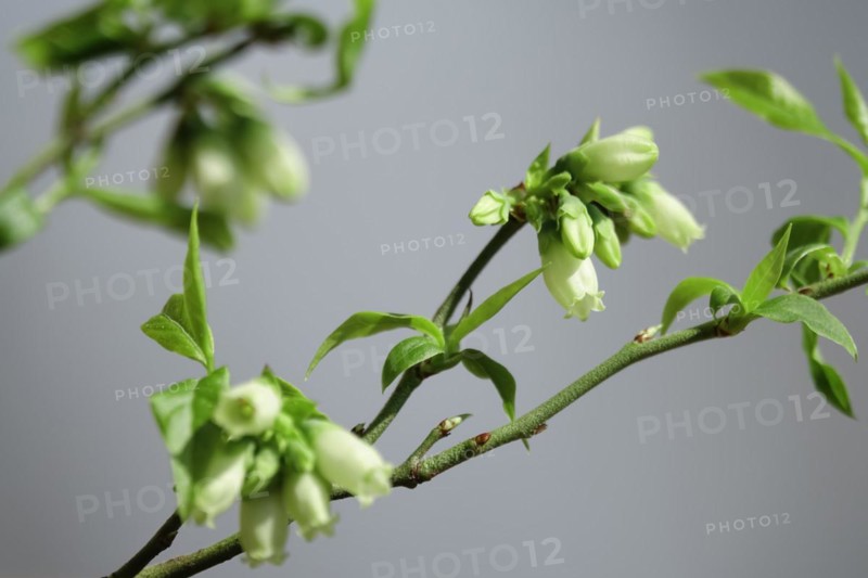 Blueberry bush
