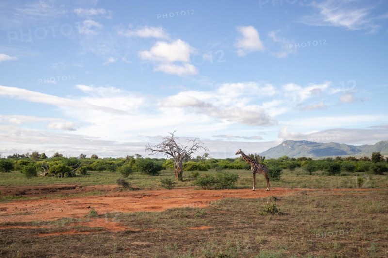 Single giraffe