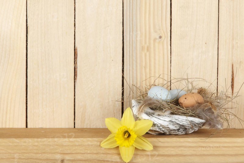 Easter nest from a shell with some Easter eggs
