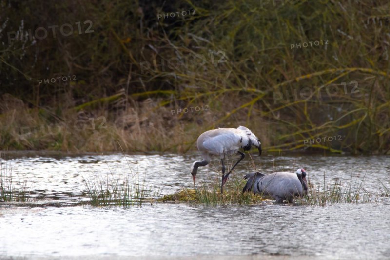 Crane