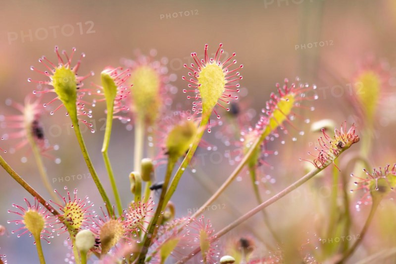 Oblong-leaved sundew