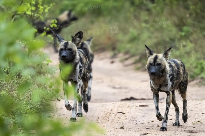 African wild dogs