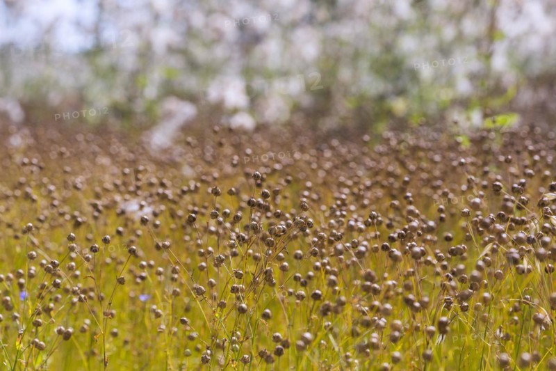 Agriculture field with linseed