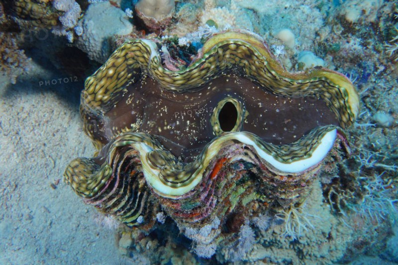 Fluted giant clam