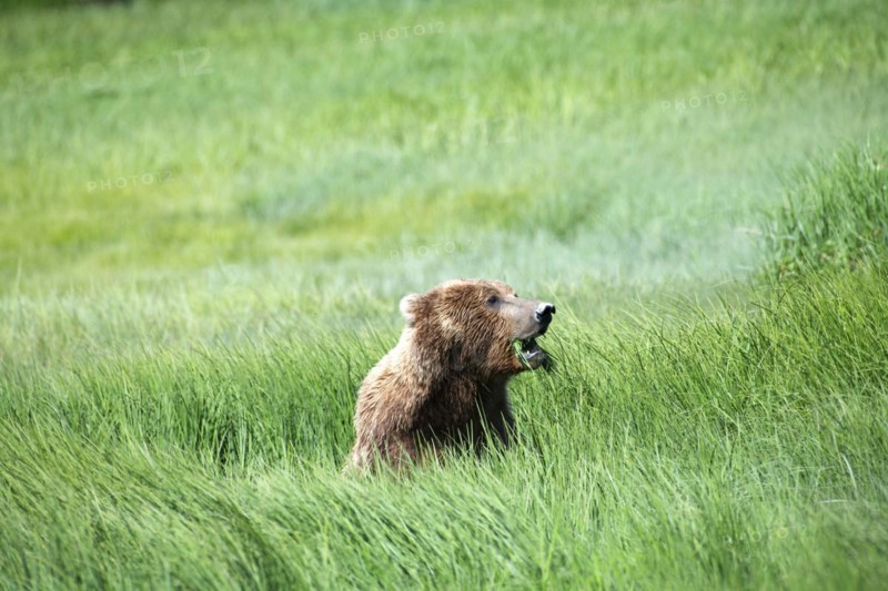 Coastal brown bear