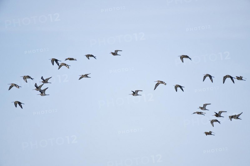 Bar-tailed Godwits