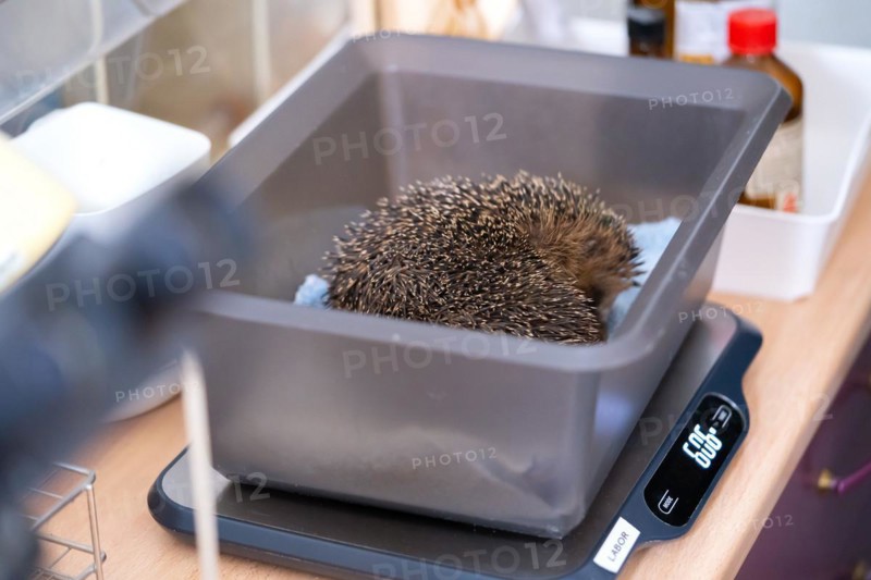 European hedgehog
