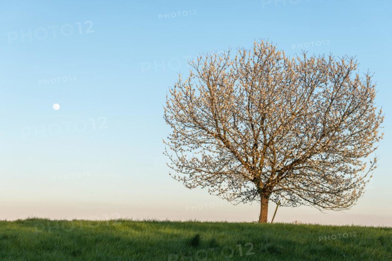Apple tree in bloom in meadow at full moonrise at dusk. Alsace