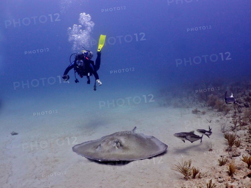 Diver looking at an American stingray