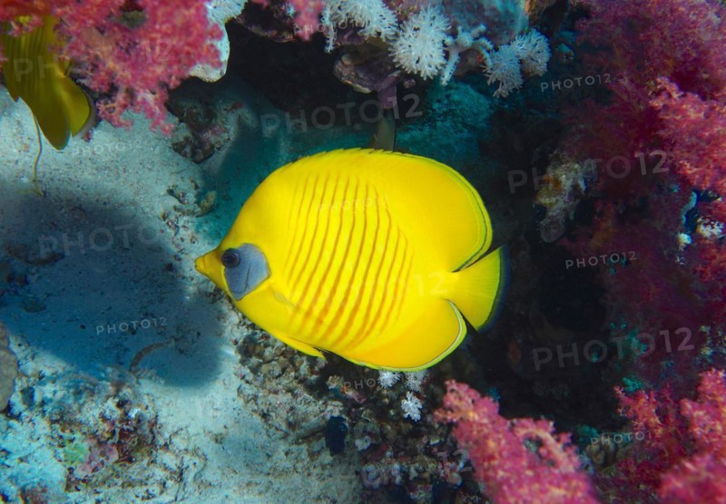 Bluecheek butterflyfish