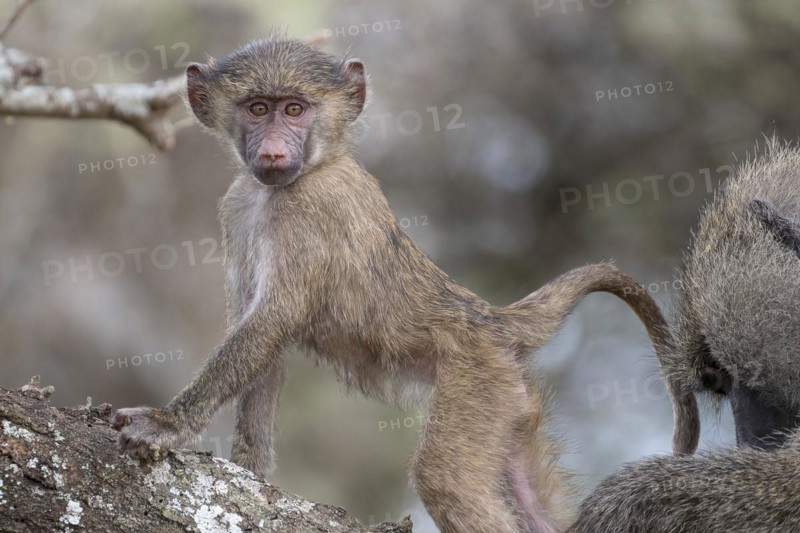 Olive baboon
