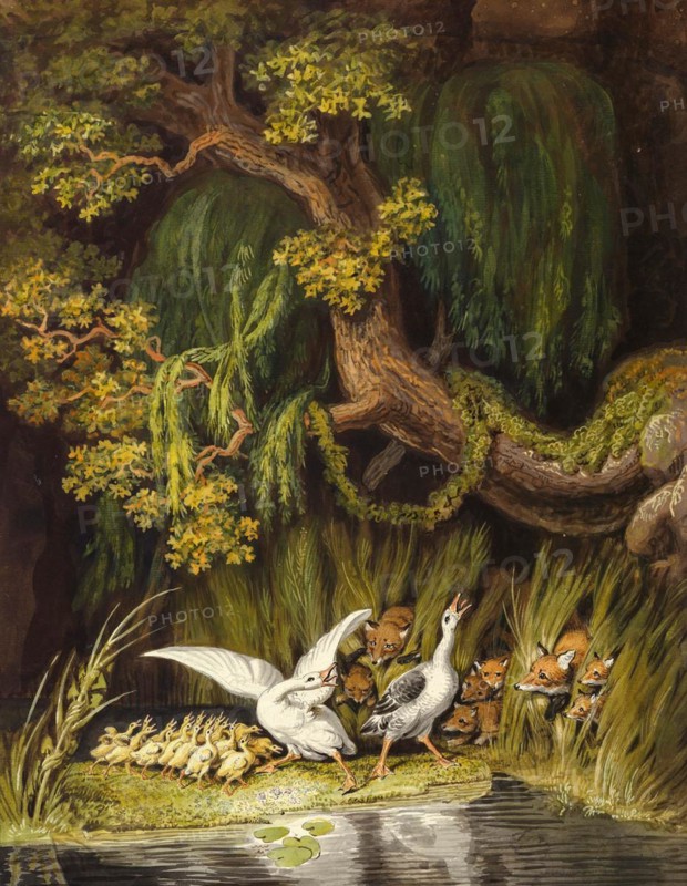 A goose and a gander with their goslings cackling in alarm as two foxes emerge from the bushes with their young