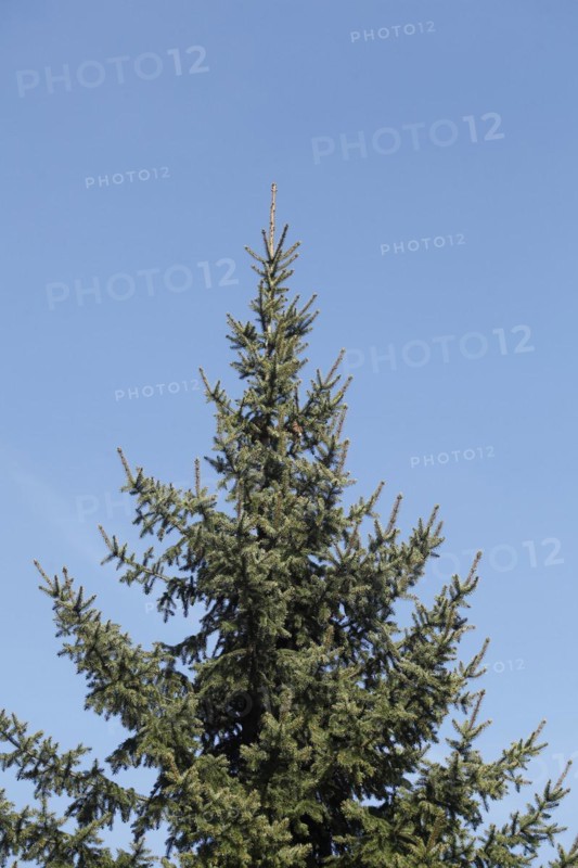 Conifer