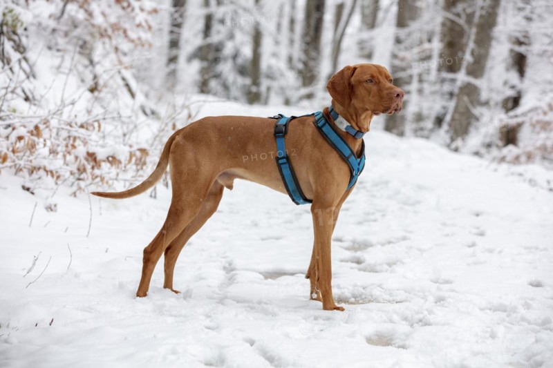 Roevidszoru Magyar Vizsla