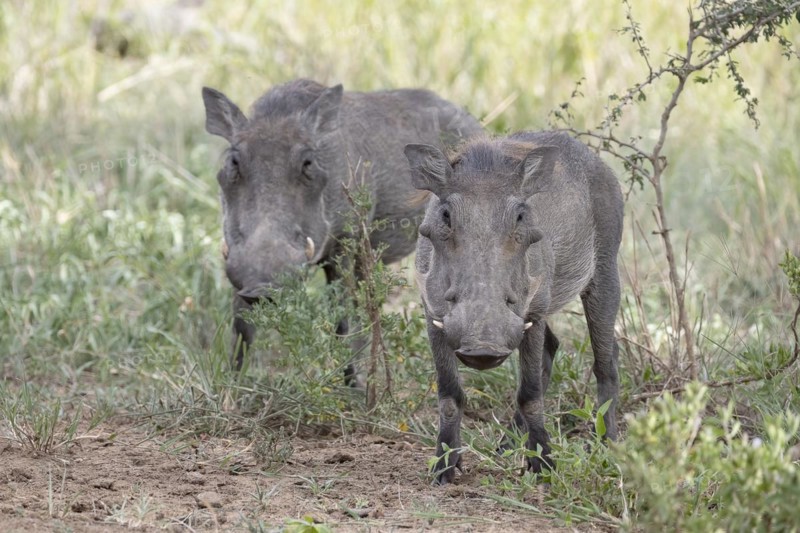 Common warthog
