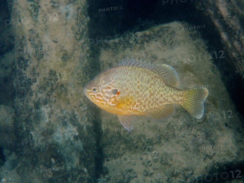Pumpkinseed sunfish