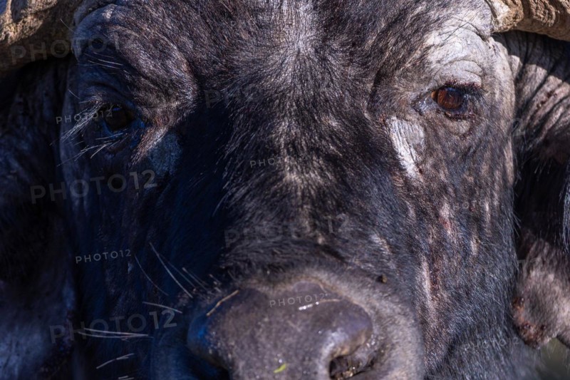 African buffalo