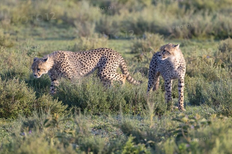 Cheetah