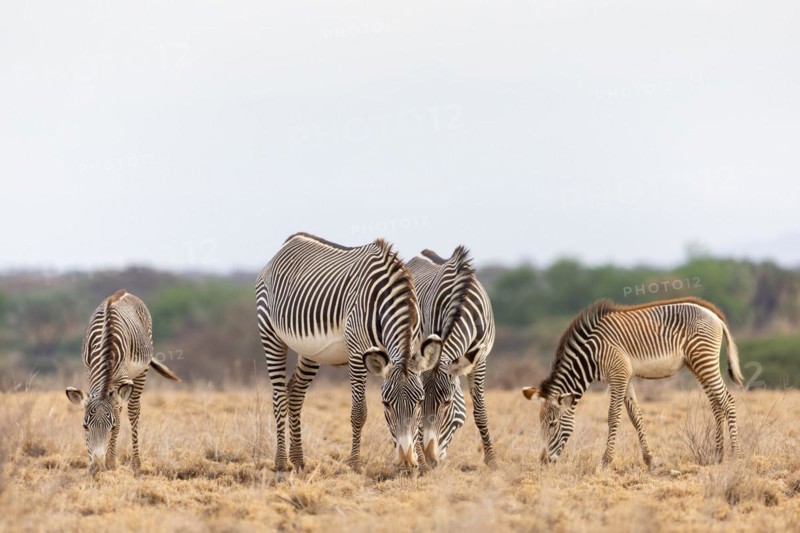 Group of Grevy's zebras