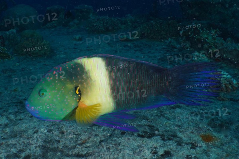 Broomtail wrasse