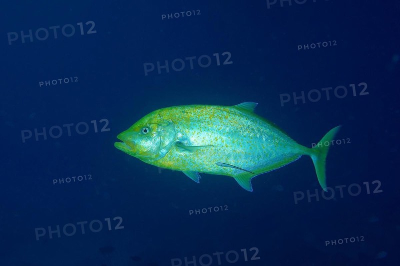 Orange-spotted trevally