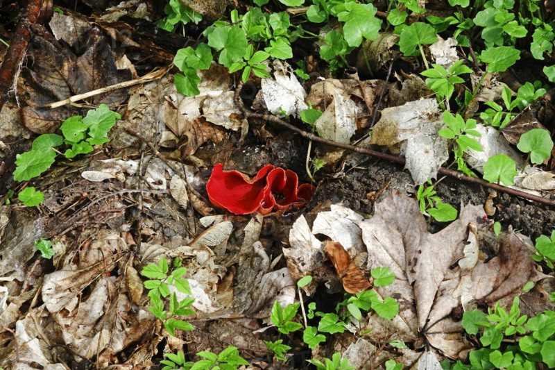 Scarlet elf cup