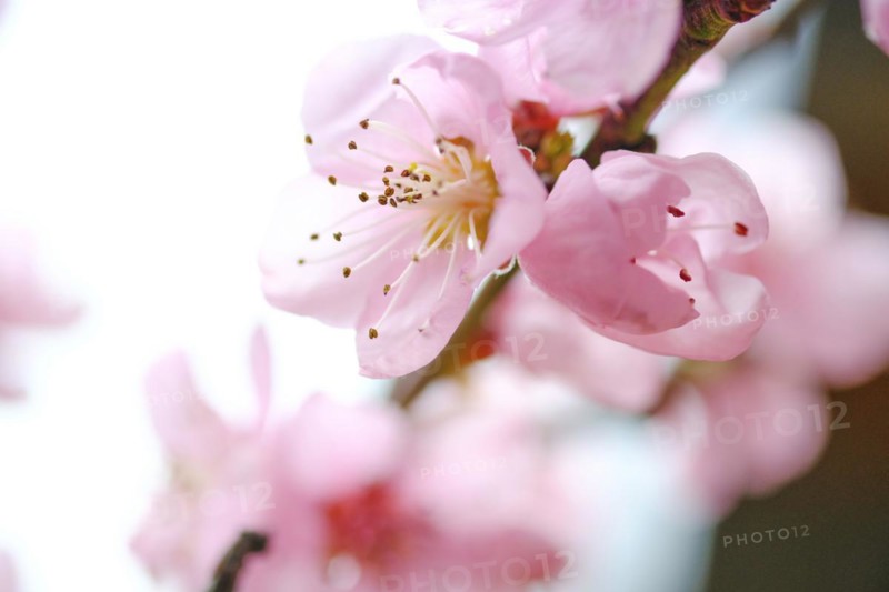 Apricot blossoms