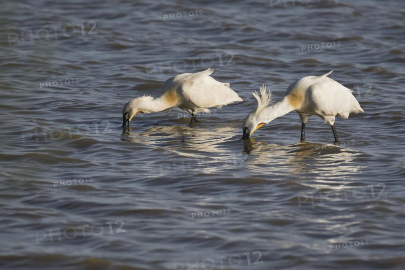 Spoonbill