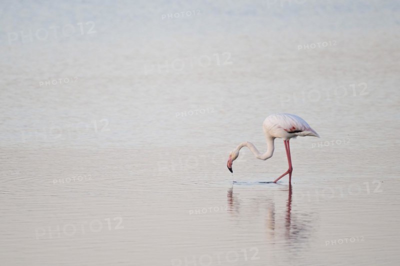 Greater flamingo