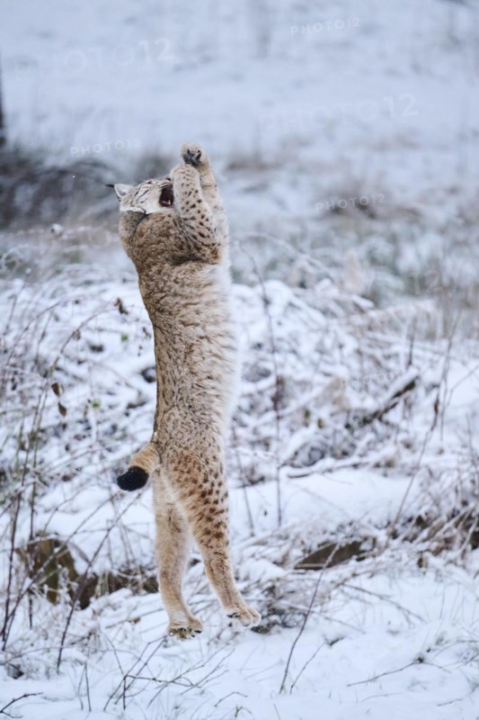 Eurasian lynx