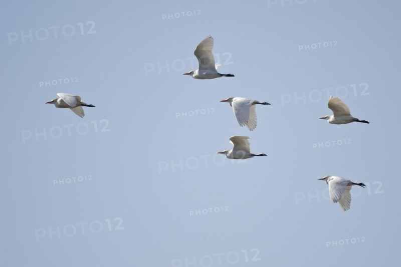 Cattle Egret