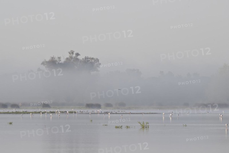Greater flamingos