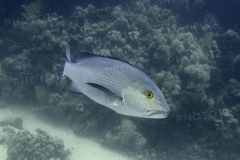 Two-spot red snapper
