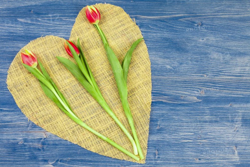 Three long-stemmed tulips on a linen heart