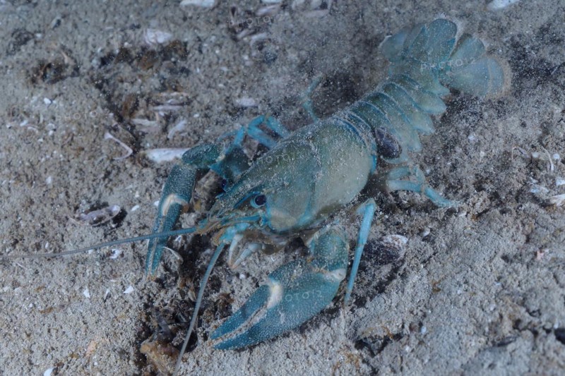 European crayfish