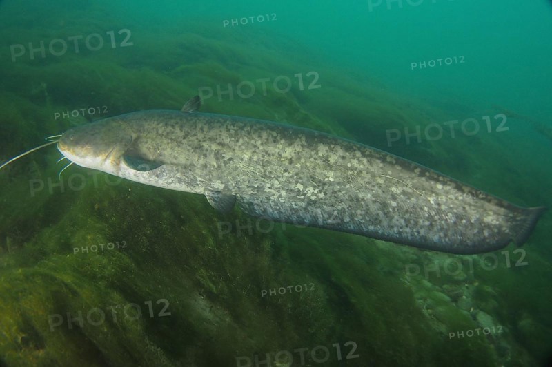 Catfish