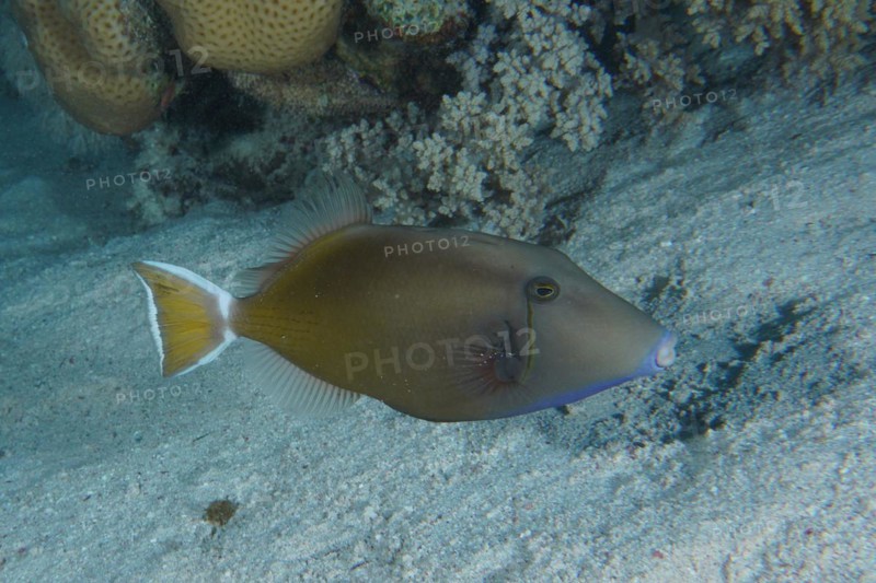 Red Sea Bluebird
