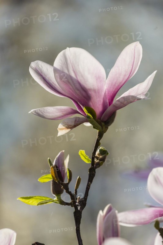 Flowering magnolia