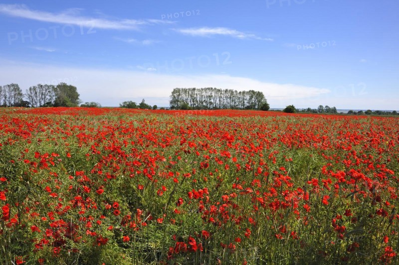 Blooming poppy flower