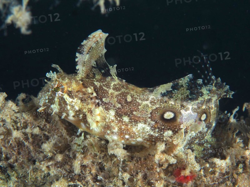 Well camouflaged sabre-tooth blenny