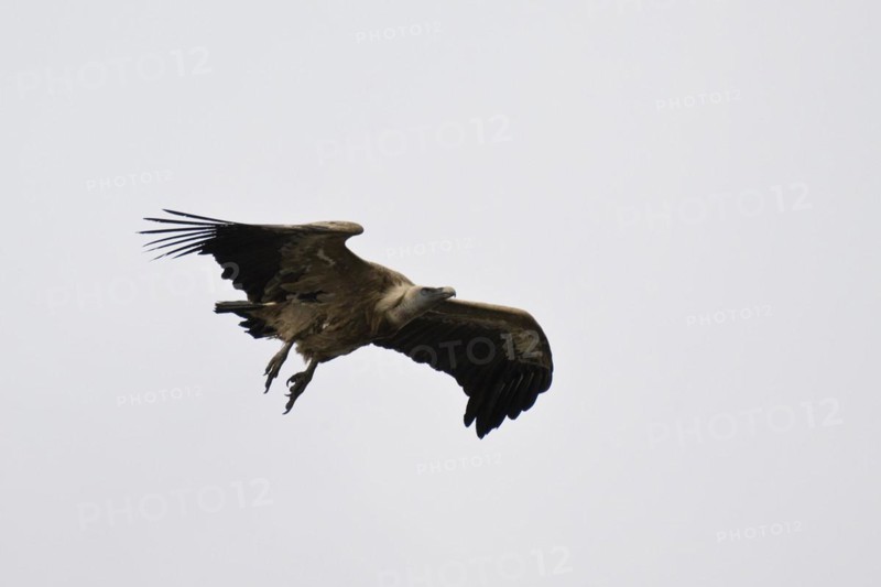 Griffon Vulture