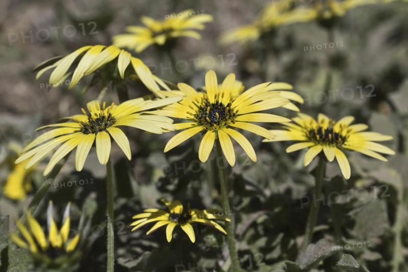 Capeweed