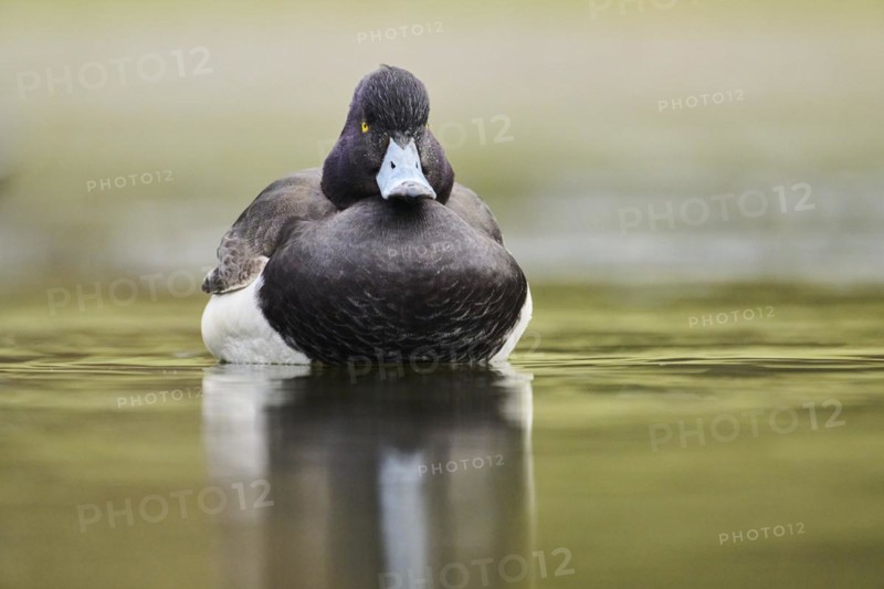 Tufted pochard