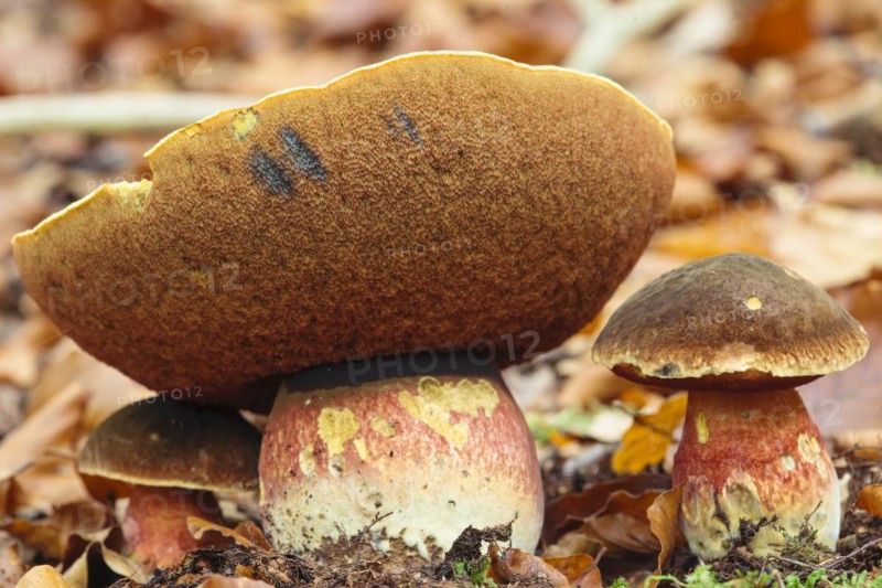 Dotted stem bolete